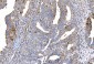 Anti-CD55 Antibody Picoband™ (monoclonal, 5B9E1)